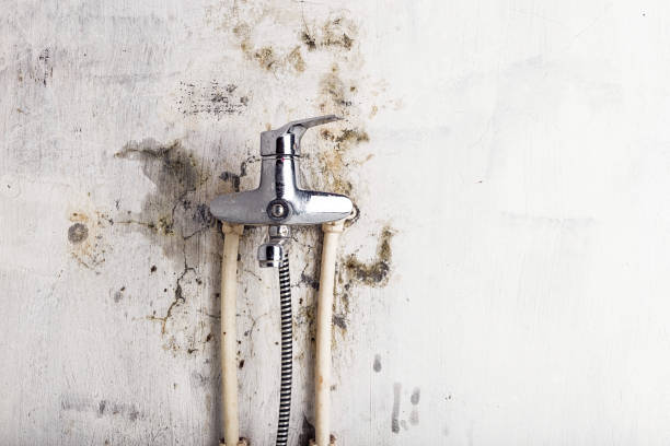 Best Certified Mold Removal  in Oyster Creek, TX