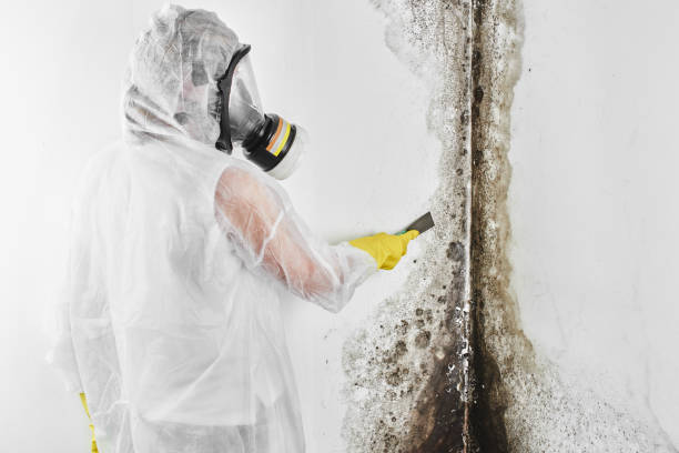 Best Crawl Space Mold Removal  in Oyster Creek, TX