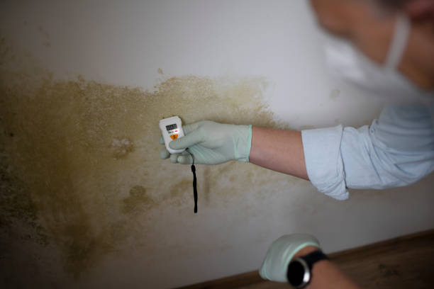 Best Toxic Mold Removal  in Oyster Creek, TX
