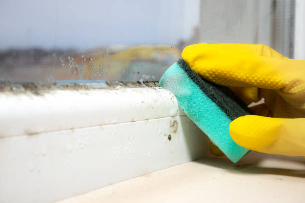 Best Fast Mold Removal  in Oyster Creek, TX