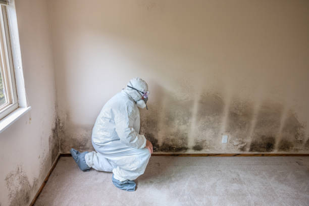 Best Attic Mold Removal  in Oyster Creek, TX