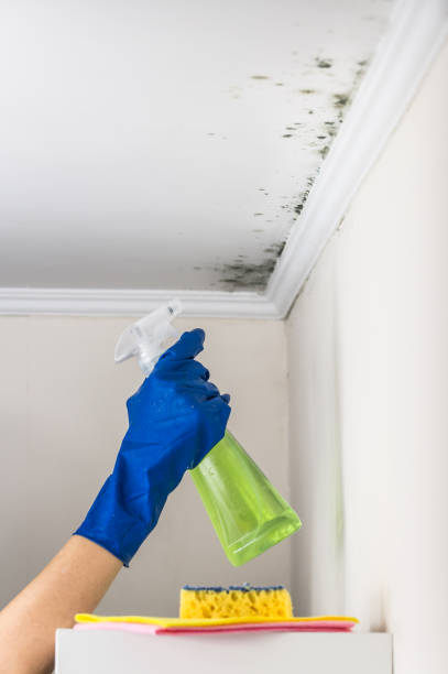 Best Residential Mold Removal  in Oyster Creek, TX